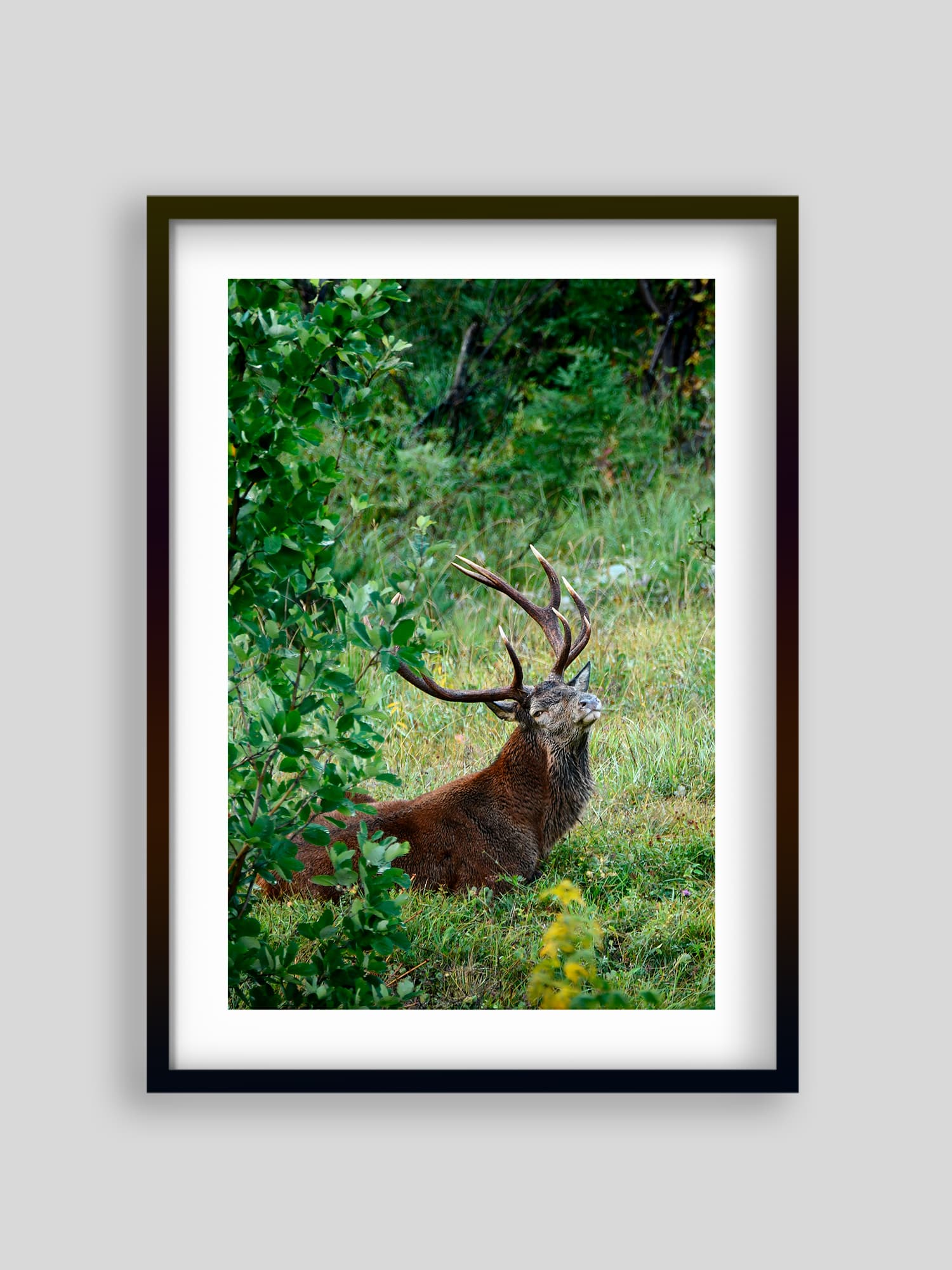 1508 - Cerf au repos