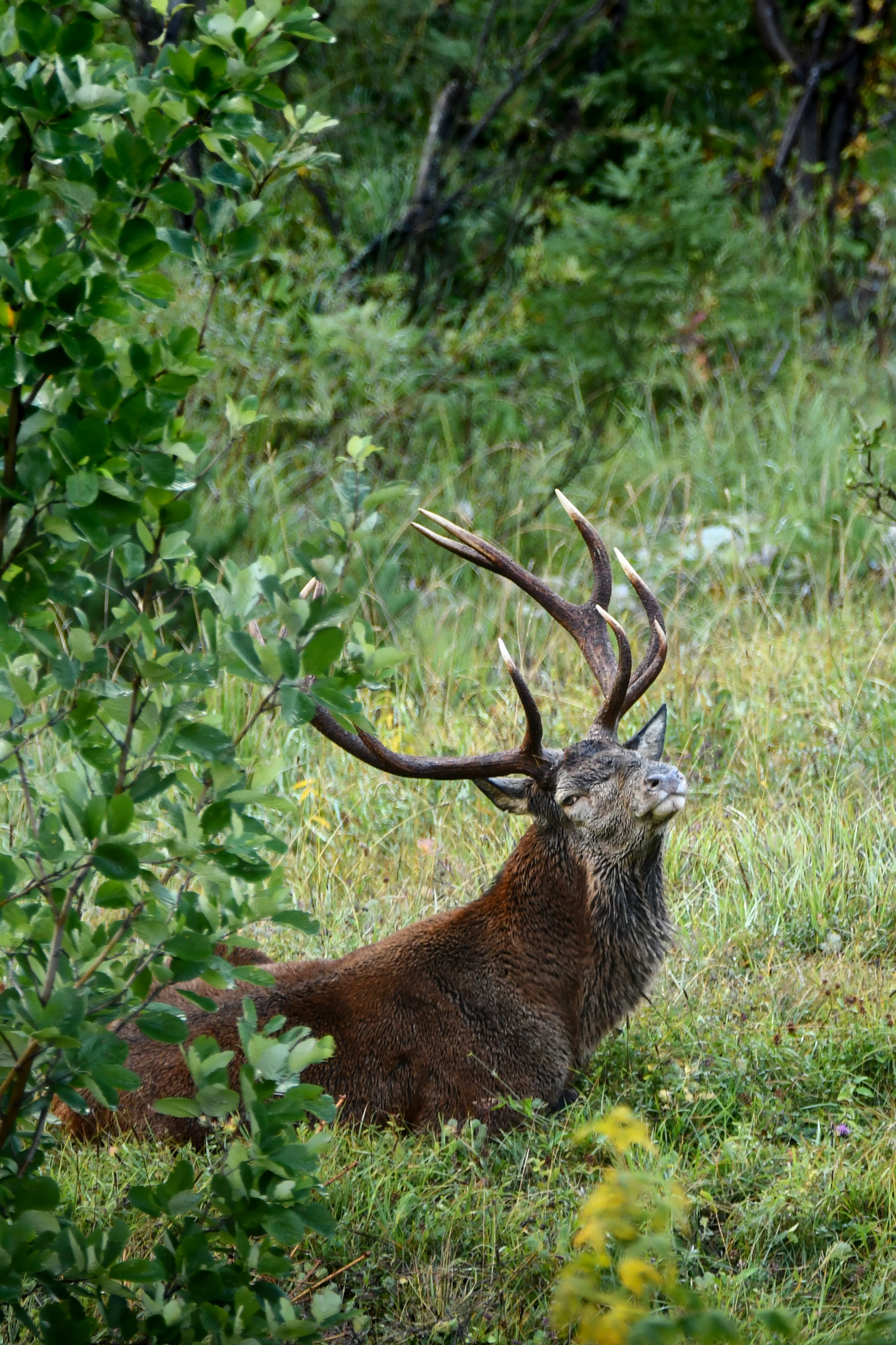 1508 - Cerf au repos