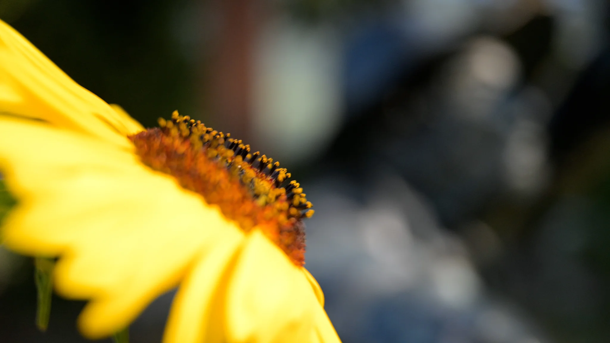 La Vigne à Farinet — 6